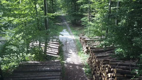Drone view of a forest trail Stockbeeldmateriaal 296325316