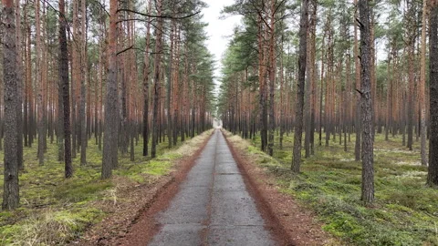 Drone view of a forest trail 库存影片 301675211