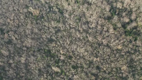 Drone view of forest transition from leafless branches to spring greenery Stock Footage 311654487