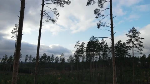 Drone view of the forest, tree tops and road on an autumn Stock Footage 151606838