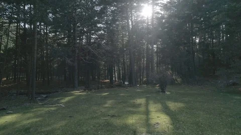 Drone view of forest trees in Madrid, Spain Stock Footage 111952653