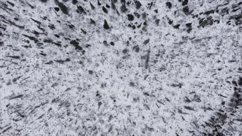 Drone view of forest in winter, Northwest-Territories, Canada Stock Footage 244646798