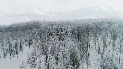 Drone view of  forest in winter scenery Stockbeeldmateriaal 118956715