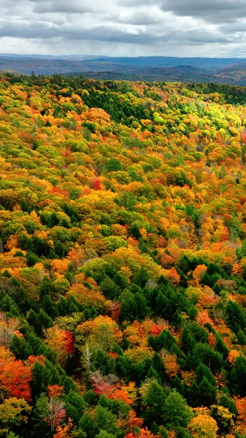Drone view of forested hills in peak fall colors. Vertical video. Stock Footage 321348990