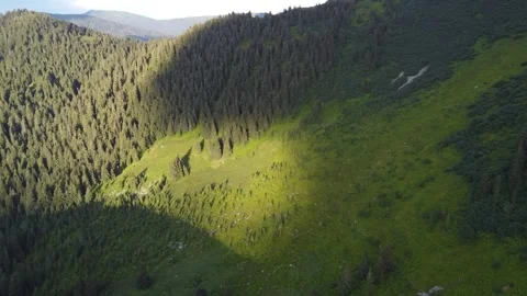 Drone View of Forested Mountain Meadow with Evergreen Trees in Summer Stock Footage 339660193