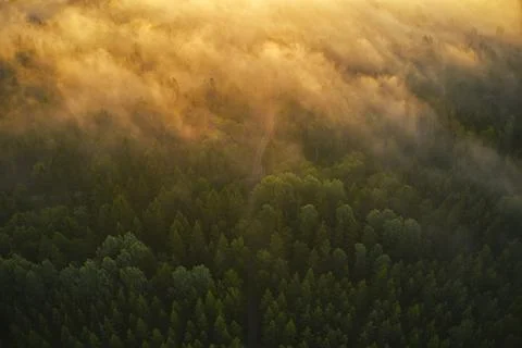 Drone view of forrest during the sunset in Sweden Stock Photos