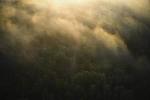 Drone view of forrest during the sunset in Sweden Stock Photos