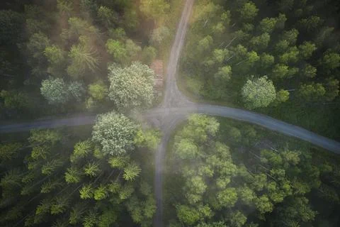 Drone view of forrest during the sunset in Sweden Stock Photos