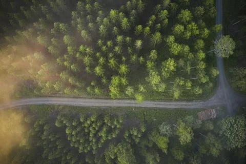 Drone view of forrest during the sunset in Sweden Stock Photos