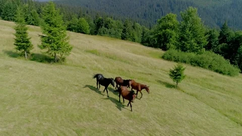 Drone view of four sleek black horses trotting across expansive Stock Footage 329228169
