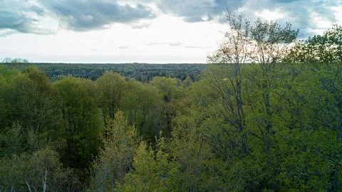 Drone View of Fresh Green Deciduous Tree Canopy under Overcast Spring Sky Stock Photos