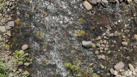 Drone view of fresh spring stream, Australia, QLD, Gondwana Wollumbin Stock Footage 236509843