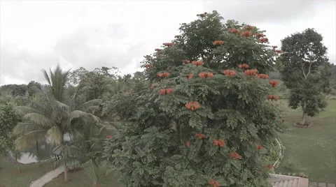 Drone view of garden grounds 2 Stock Footage 62526798