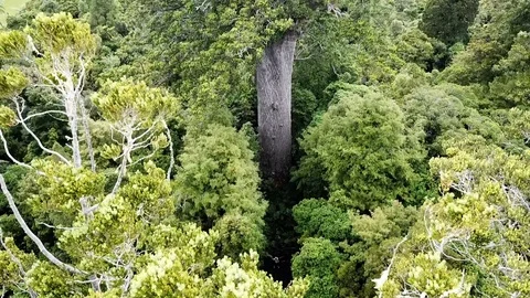Drone view of gigantic Kauri tree in New Zealand. Stock Footage 102831998