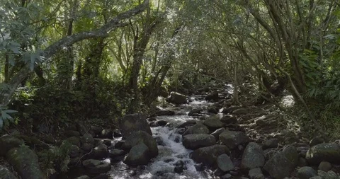 Drone view going through a forest alongside of a river, hanalei kauai, hawaii Stock Footage 135323946