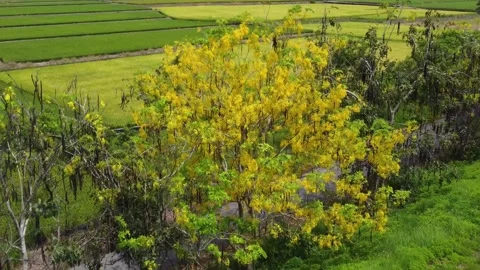 The drone view of Golden Shower Tree and paddy field. Stock Footage 199364062