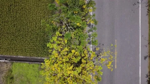 The drone view of Golden Shower Trees. Stock Footage 198200902