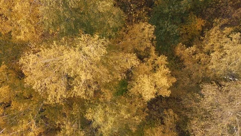 Drone view of golden tree crones, autumn weather Stock Footage 95669934