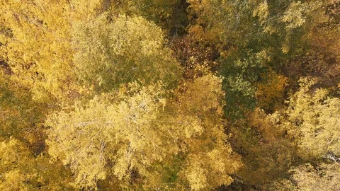 Drone view of golden tree crones, autumn weather Stock Footage 95670221