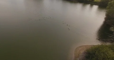 Drone View, Goose flying over Lake Stock Footage 116447242
