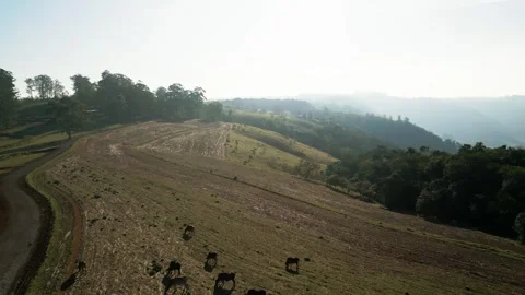 Drone View of Grazing Cattle Silhouettes in a Misty Rural Landscape. Stock Footage 277359862