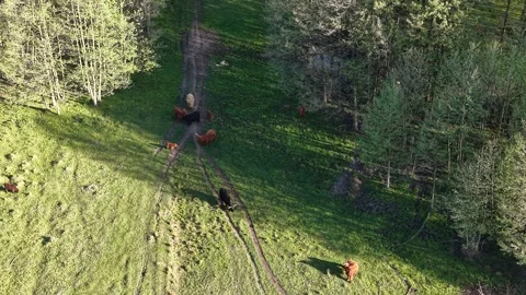 Drone view of grazing cows in spring landscape Stock Footage 347704796