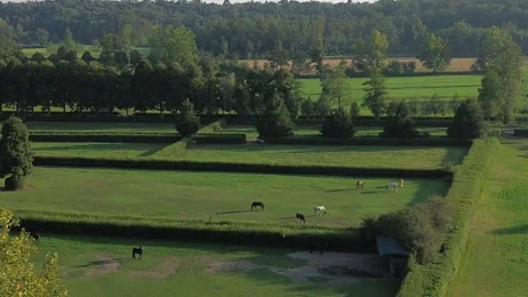 Drone view of grazing horses Stock Footage 267159830