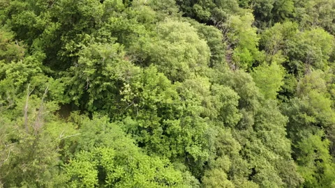 Drone view of green broadleaf forest canopy - Summer sunlight aerial shot Vidéo 325800077