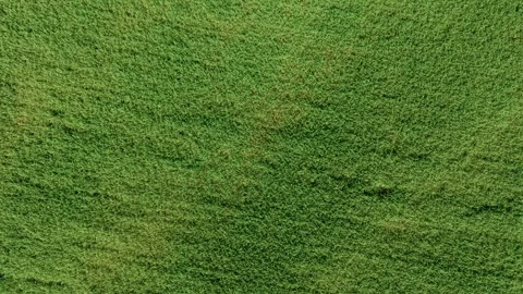 Drone view of green cereal crop field texture in agricultural landscape Video stock 335683136