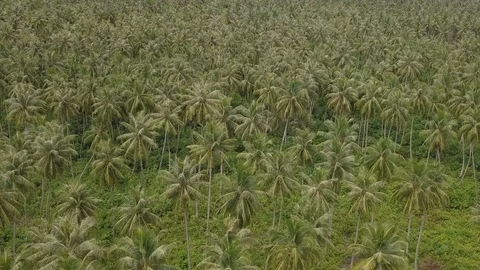 Drone view of green coconut trees in tropical area Video stock 113594965
