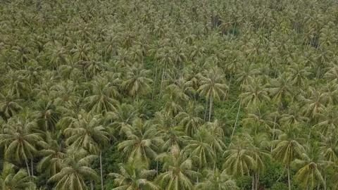 Drone view of green coconut trees in tropical area Video stock 113595061