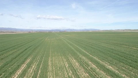 Drone view of green farm fields in Madrid, Spain (1) Stock Footage 111963642