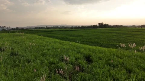 Drone View of Green Field and Beautiful Sky at Sunset Stock Footage 309914435
