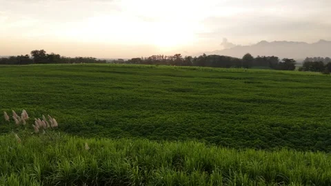 Drone View of Green Field and Beautiful Sky at Sunset Stock Footage 309919427