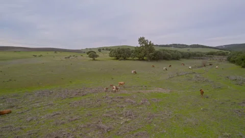 Drone view of green field with grazing cows Stock Footage 260046234