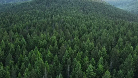 Drone view of green forest and majestic mountain valley with sun flare Stock Footage 339633345