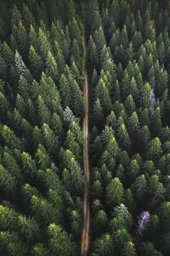 Drone view of a green forest and a dirt road passing through Stock Photos