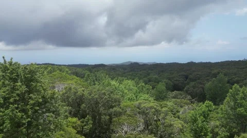 Drone view of a green forest canopy beside a mountain road in Hawaii 動画素材 348263778