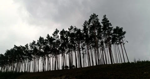 Drone view of green forest Stock Footage 101354112