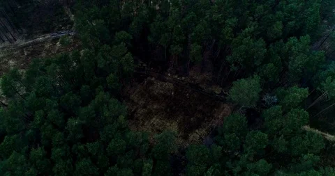 Drone view of green forest Stock Footage