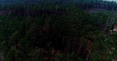 Drone view of green forest Stock Footage 101365390
