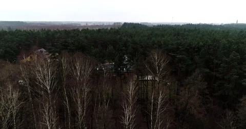 Drone view of green forest Stock Footage 101365401