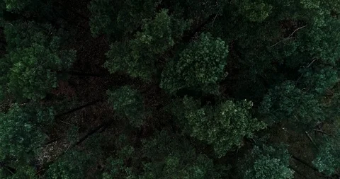 Drone view of green forest Stock Footage 101365680