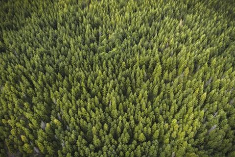 Drone view of a green forest Stock Photos
