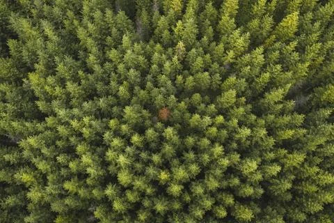 Drone view of a green forest Stock Photos