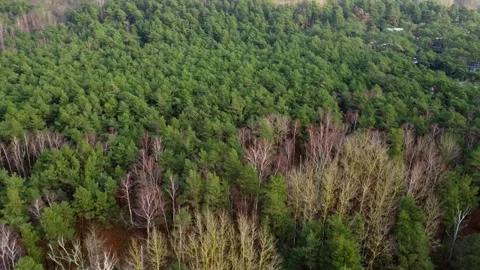 Drone View of Green Forest Stretching Along Baltic Shore Stock Footage 330231947