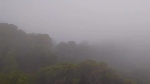 Drone view of green forest in thick fog Stock Footage 314605299