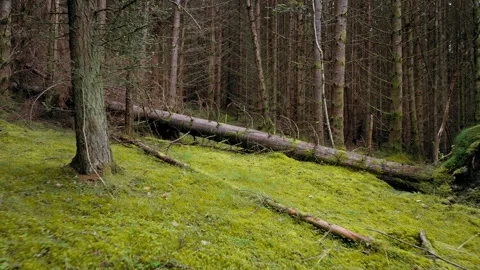 Drone view of green forest with woods on the grass in Scotland. Stock Footage 282307349