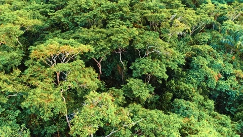 Drone view of green mangrove forest and palm trees. Stock Footage 314703871