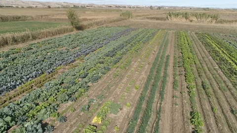 Drone view of green orchard fields in Madrid, Spain (2) Stock Footage 111964181